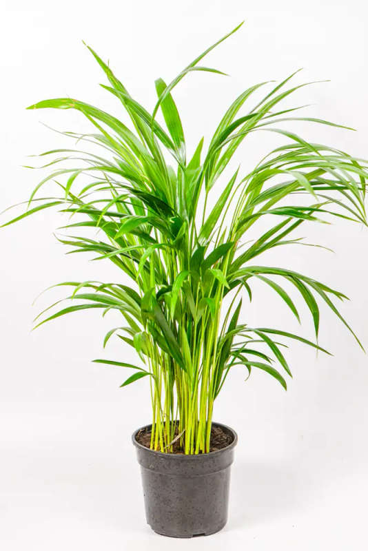 Bamboo Palm 19cm