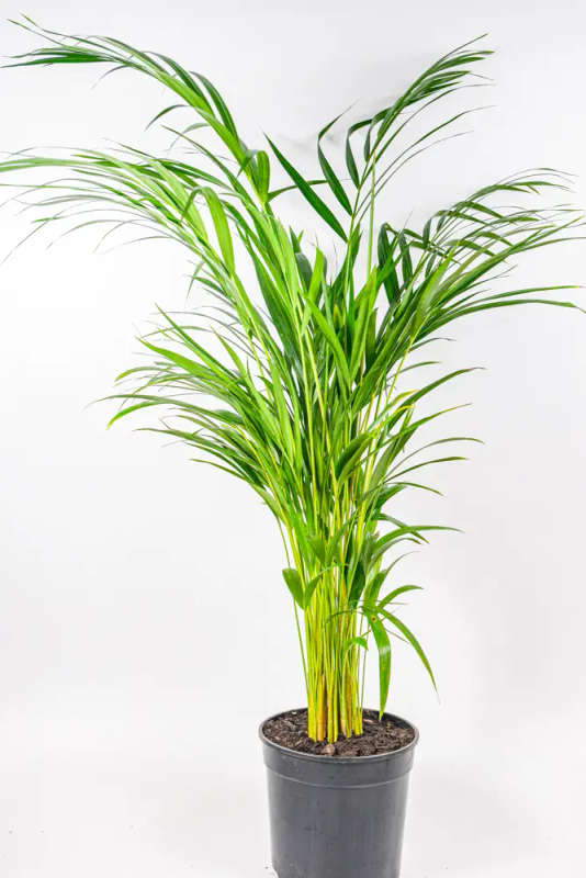 Bamboo Palm 19cm