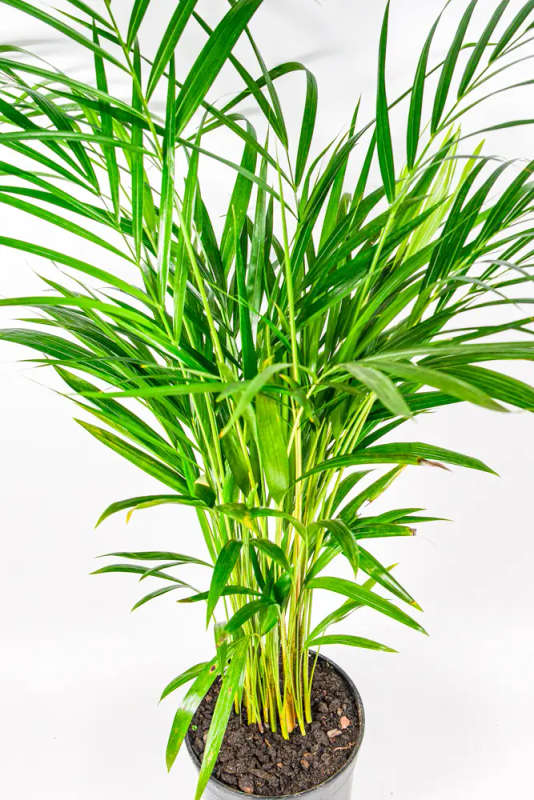 Bamboo Palm 19cm