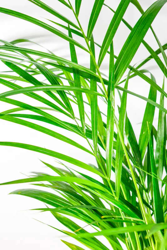 Bamboo Palm 19cm