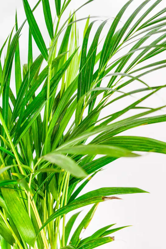 Bamboo Palm 19cm