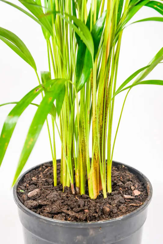 Bamboo Palm 19cm