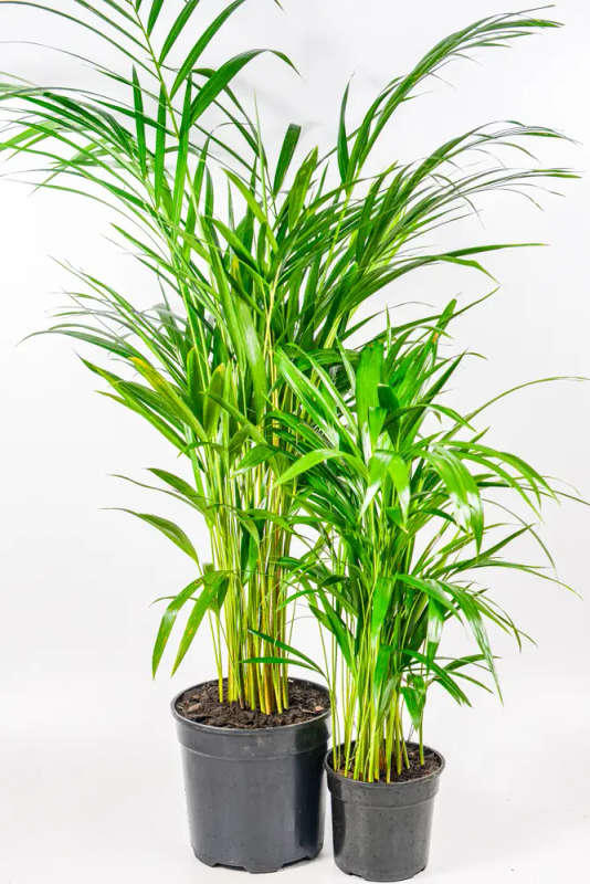 Bamboo Palm 19cm
