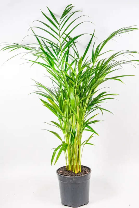 Bamboo Palm 19cm