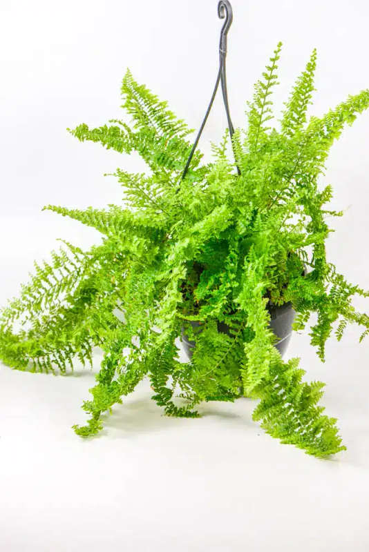 Sword fern