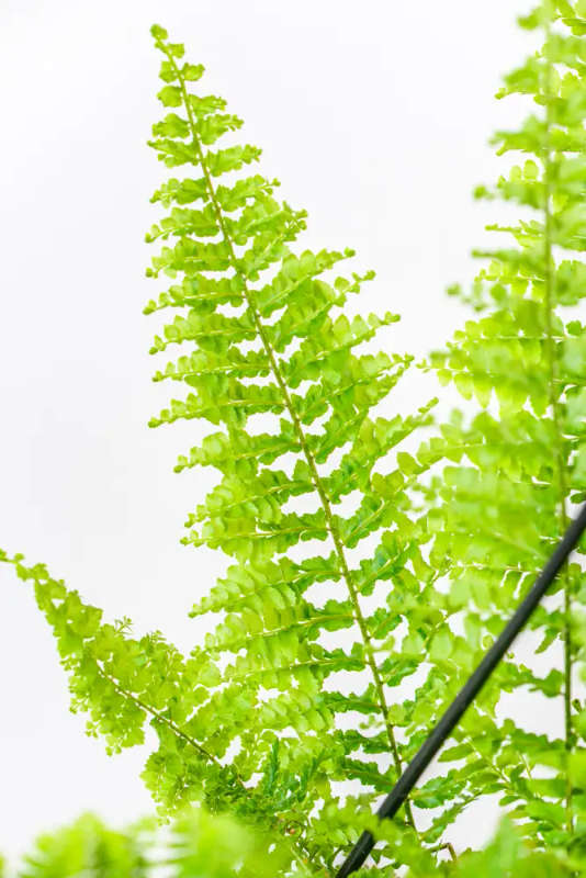 Sword fern