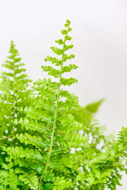 Sword fern