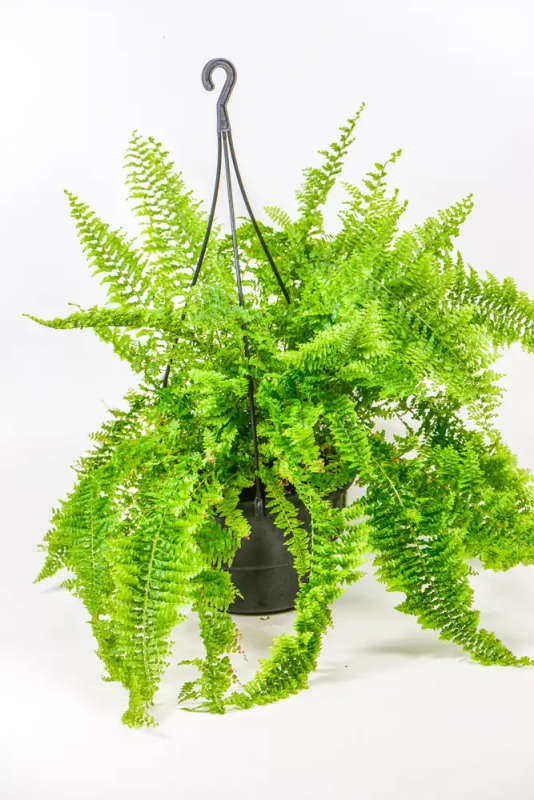 Sword fern
