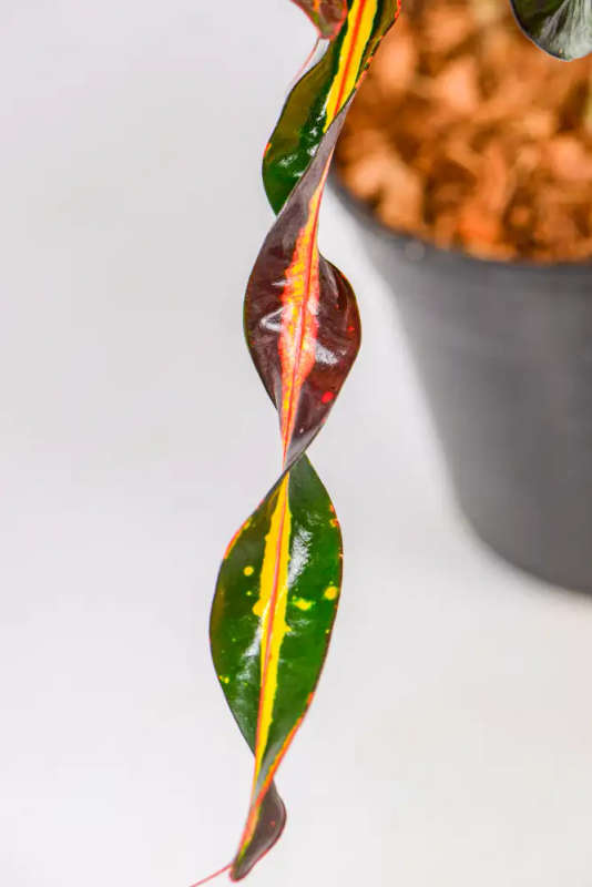 Croton Spiral