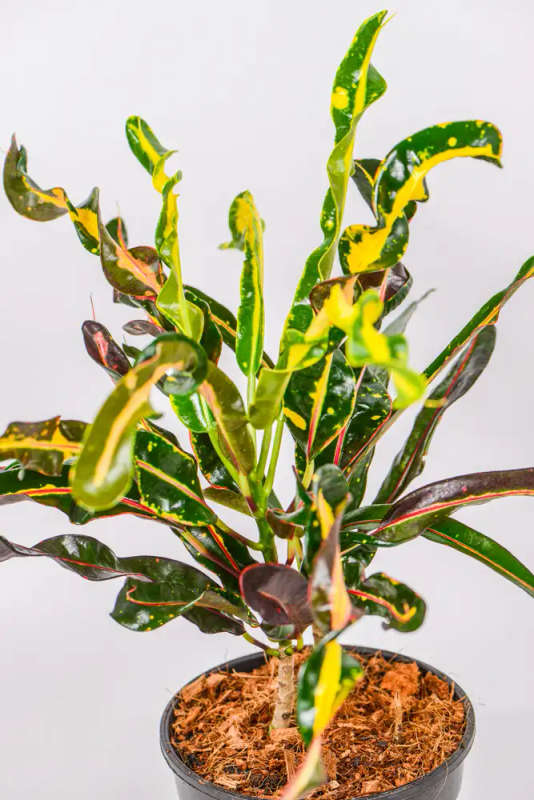 Croton Spiral