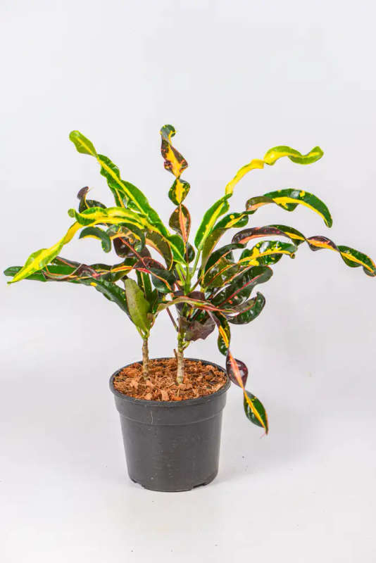 Croton Spiral