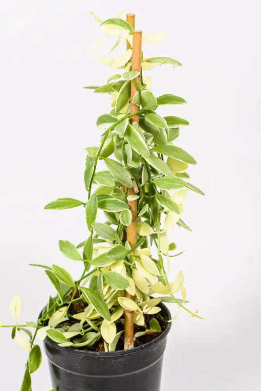 Variegated String of Footballs