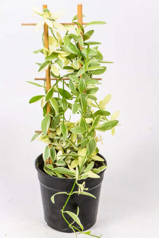 Variegated String of Footballs