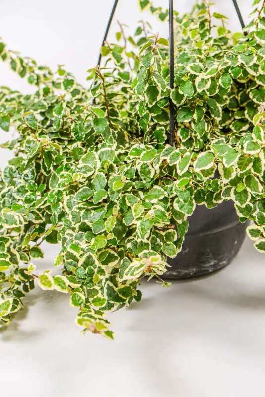 Variegated Ficus Pumila