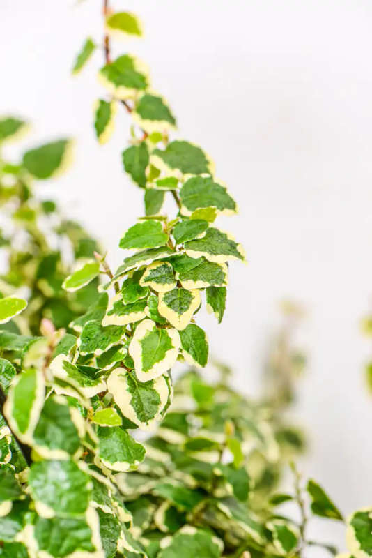 Variegated Ficus Pumila