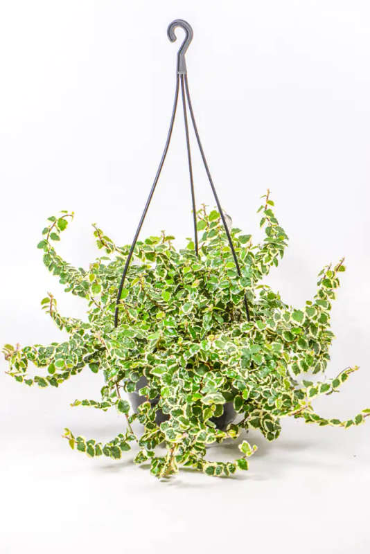 Variegated Ficus Pumila