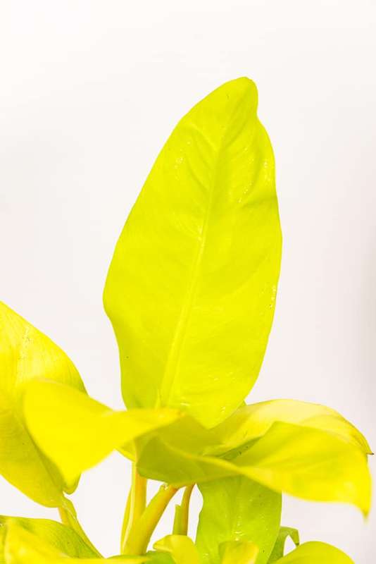 Philodendron Goldilocks