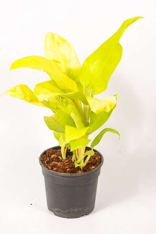 Philodendron Goldilocks