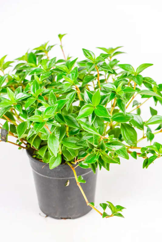 Peperomia Amigo Marcelo