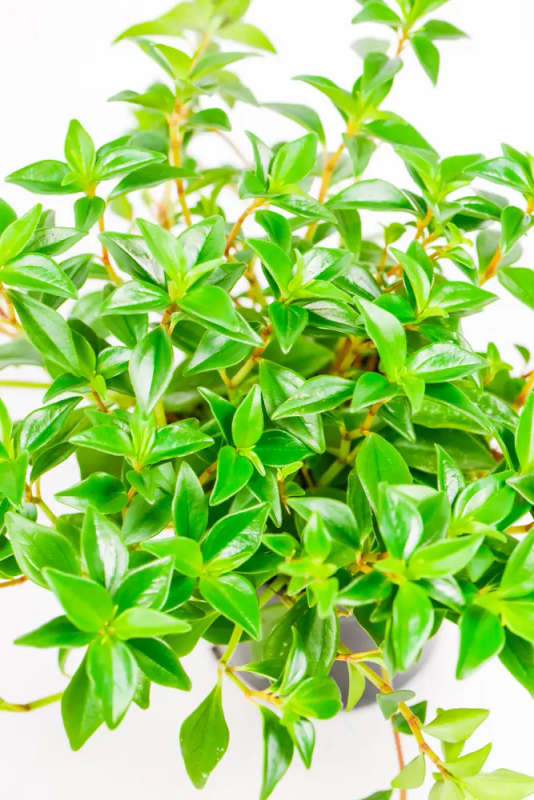 Peperomia Amigo Marcelo