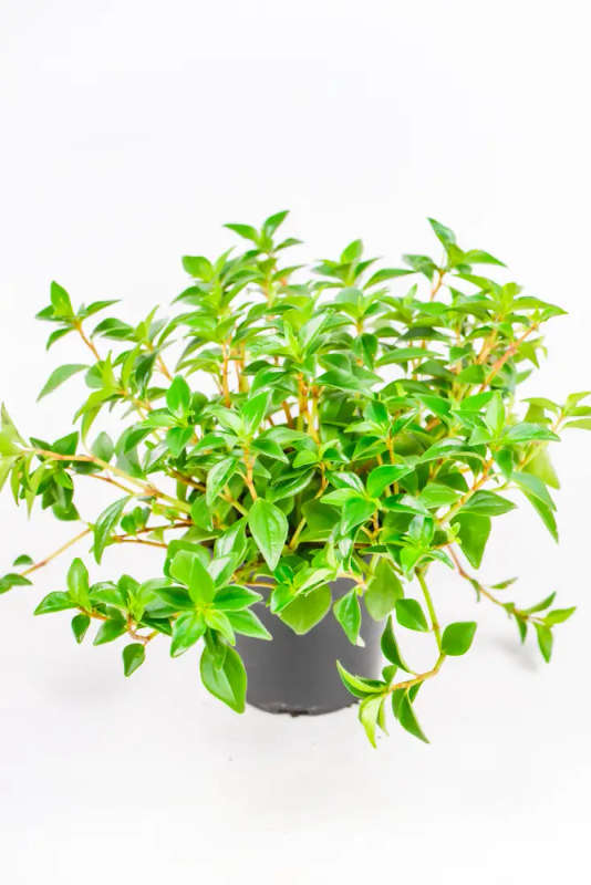 Peperomia Amigo Marcelo