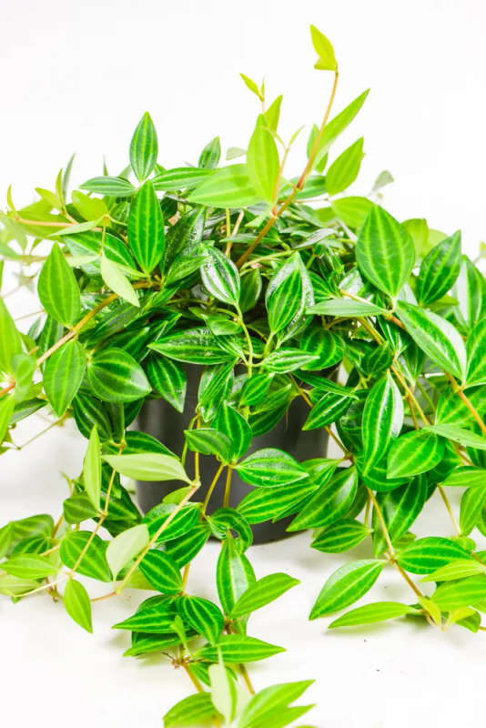 Beetle peperomia