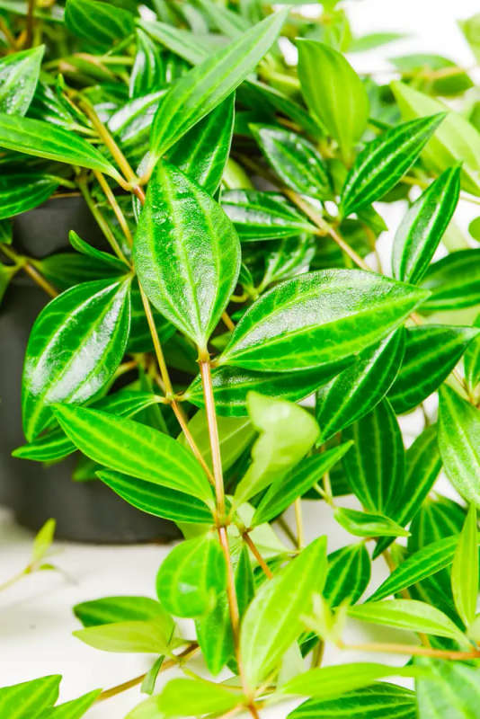 Beetle peperomia