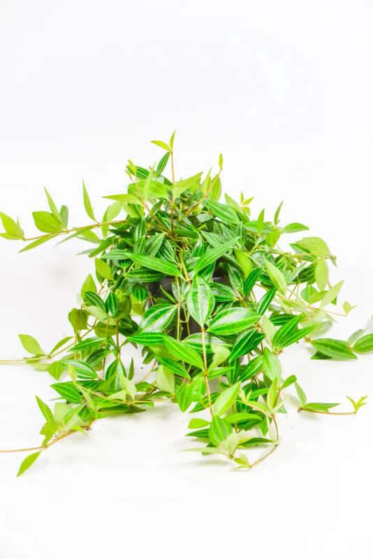Beetle peperomia