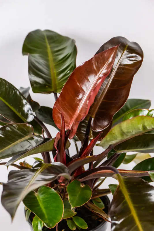 Philodendron Black Cardinal