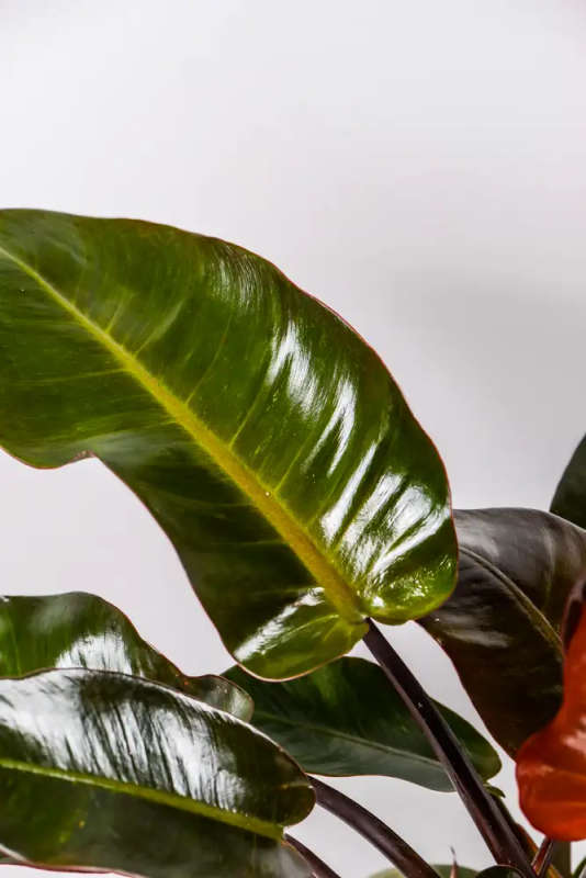 Philodendron Black Cardinal