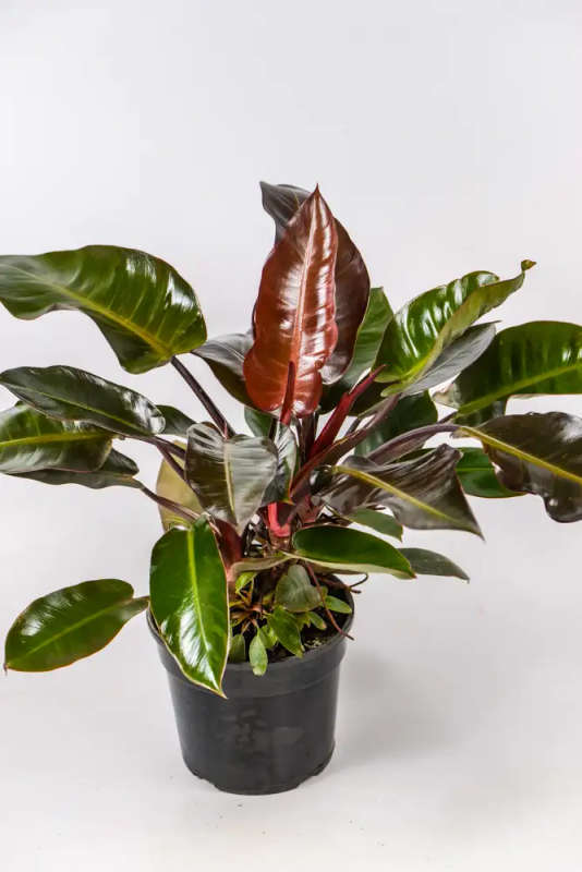 Philodendron Black Cardinal