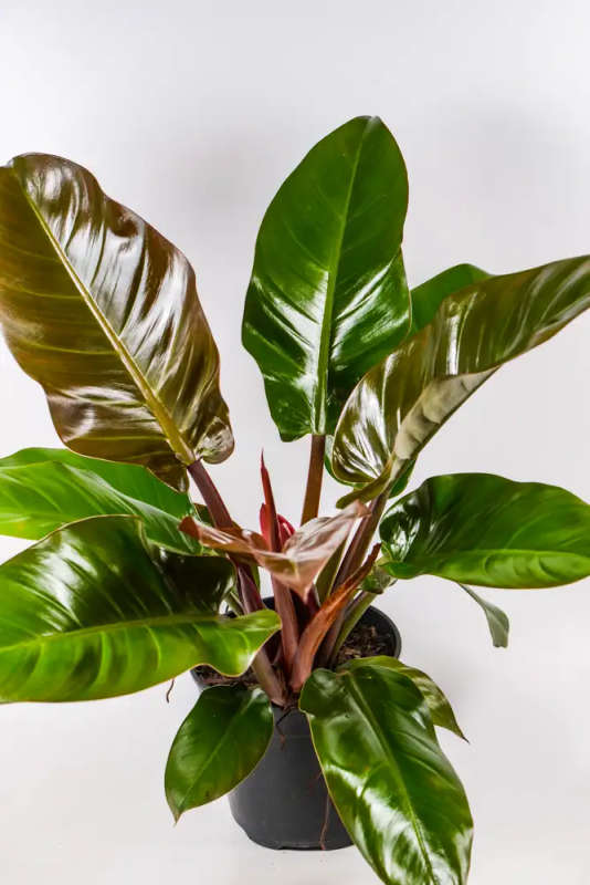 Philodendron Imperial Red