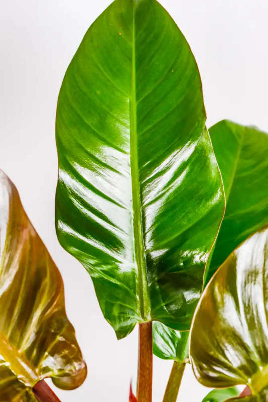 Philodendron Imperial Red