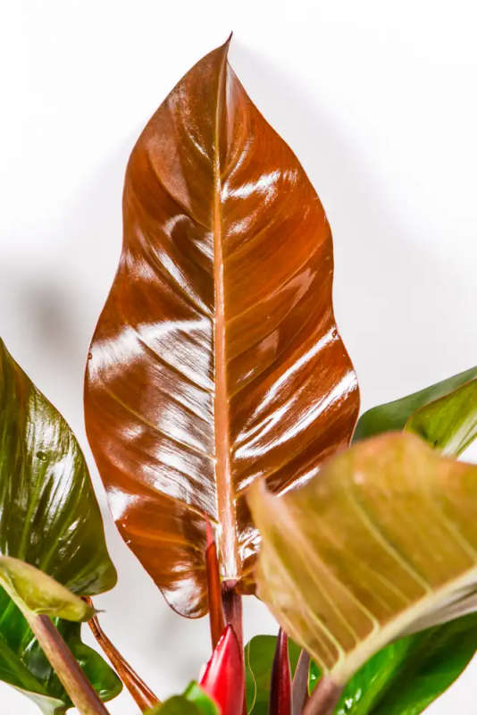 Philodendron Imperial Red