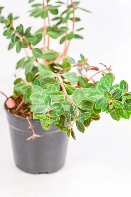 Peperomia Red Log