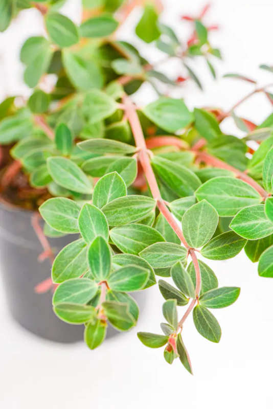 Peperomia Red Log