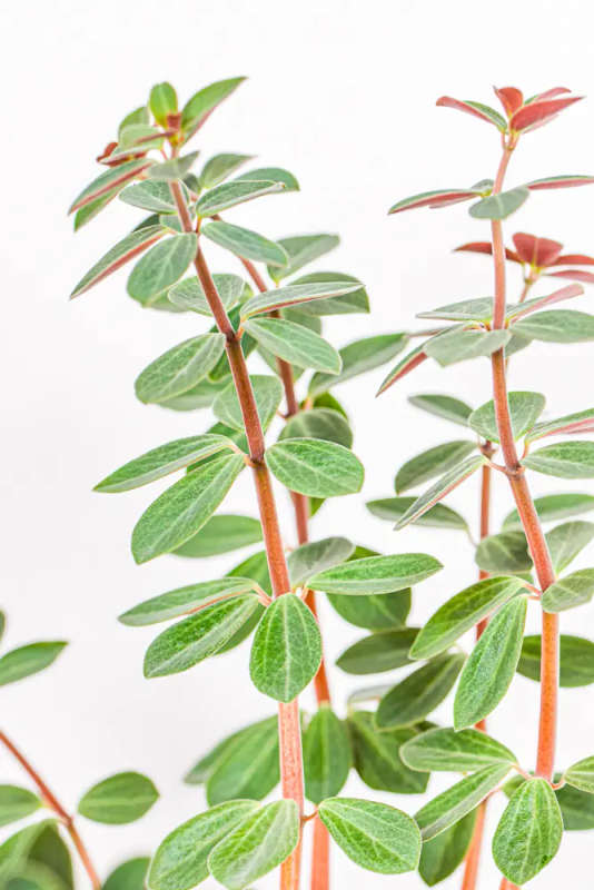 Peperomia Red Log
