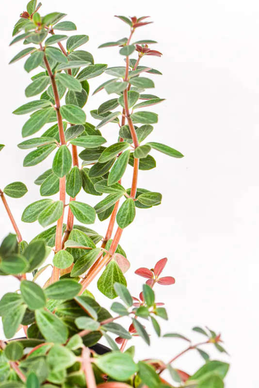 Peperomia Red Log