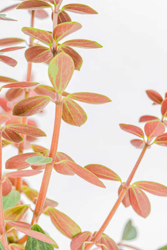 Peperomia Red Log