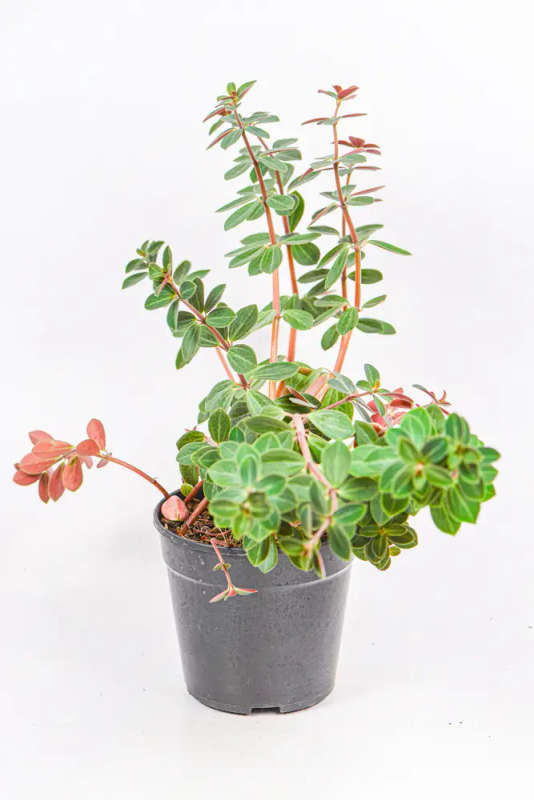 Peperomia Red Log