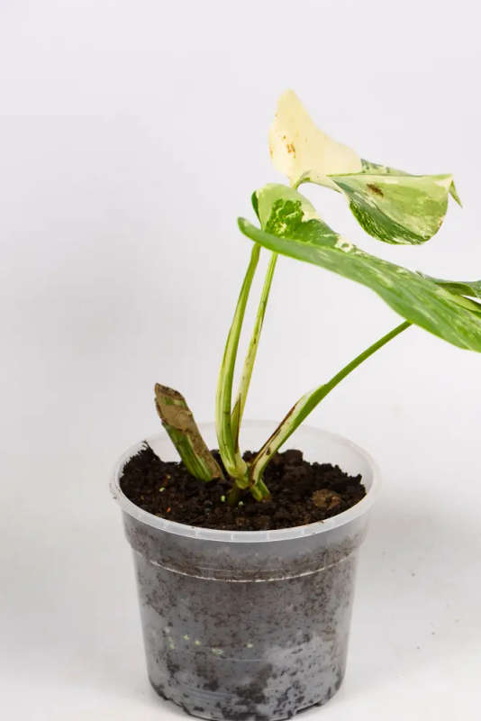 Variegated Monstera Cupid