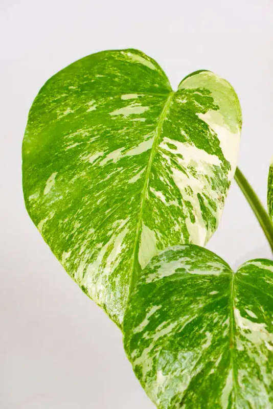Variegated Monstera Cupid