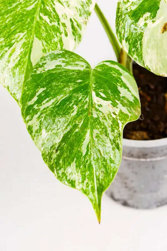 Variegated Monstera Cupid