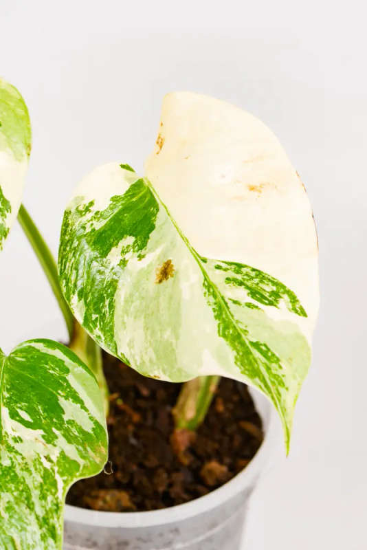Variegated Monstera Cupid