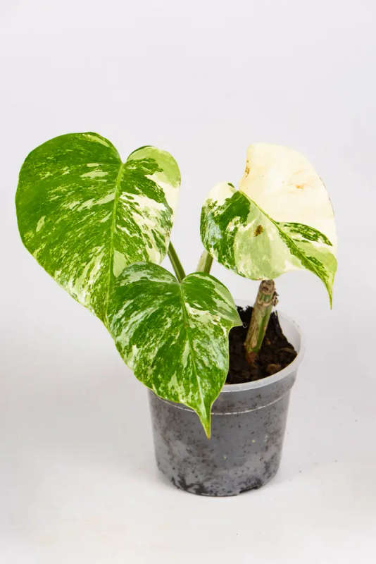 Variegated Monstera Cupid