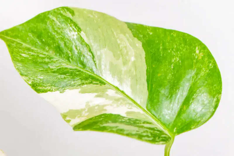Variegated Monstera Cutie