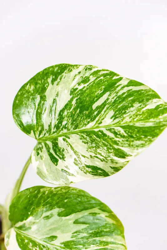 Variegated Monstera Cutie