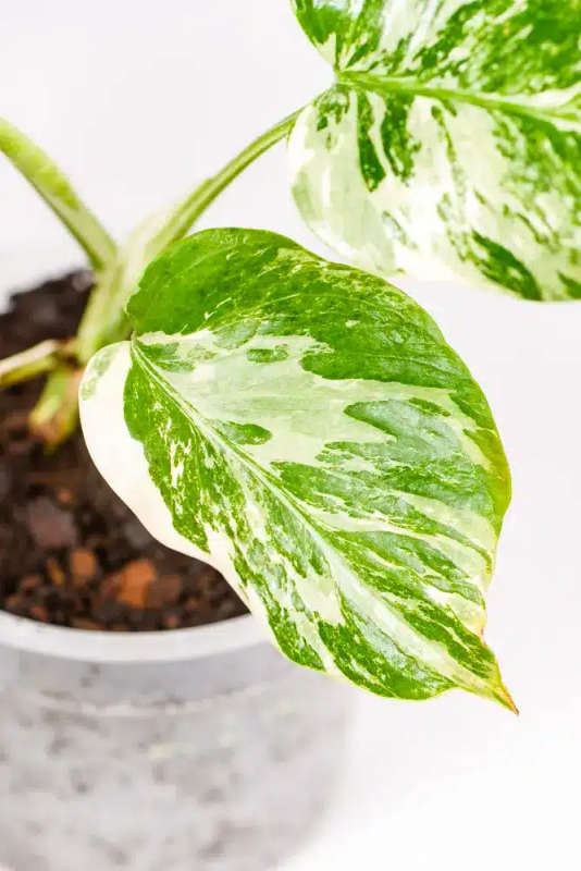 Variegated Monstera Cutie