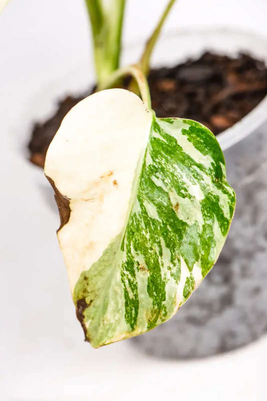 Variegated Monstera Cutie