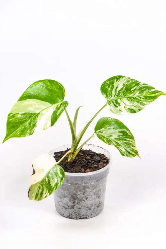 Variegated Monstera Cutie
